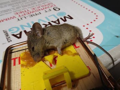 mouse trapping